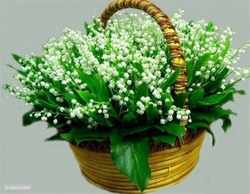 spring004197vipics.jpg