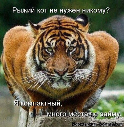 kotomatritsa_G.jpg