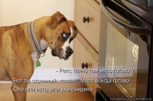 kotomatritsa_c.jpg