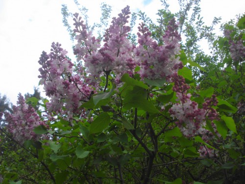 DSC006101.JPG