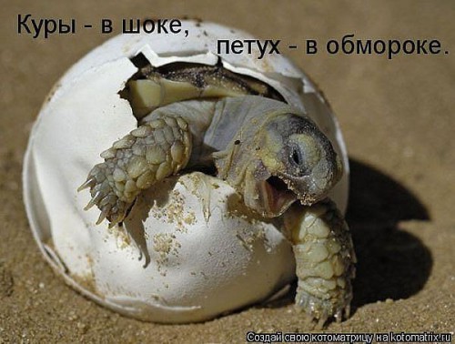 1416141043_19.jpg