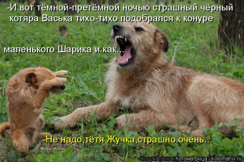 kotomatritsa_HV.jpg