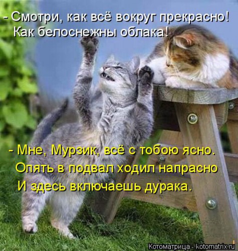 kotomatritsa_Qw.jpg