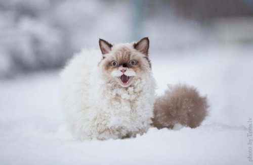 11482310-R3L8T8D-650-Cat-First-Saw-Snow4.jpg