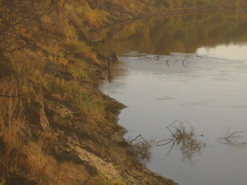Урал седой
