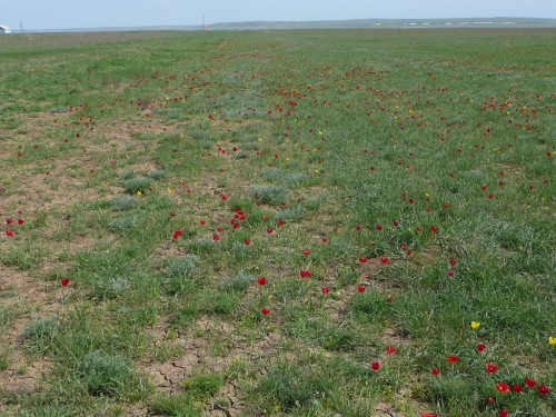Огромное красное поле…и запах, дурманящий вволю