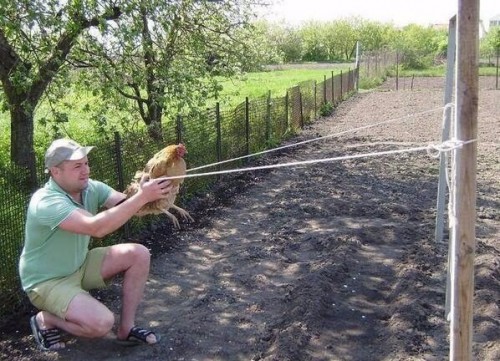 angry birds.jpg