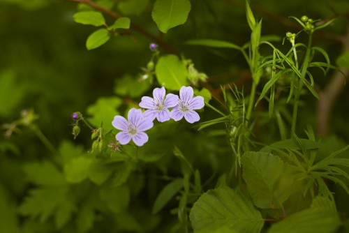 _N9O9920.jpg
