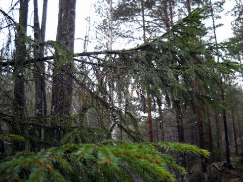 høst1.jpg