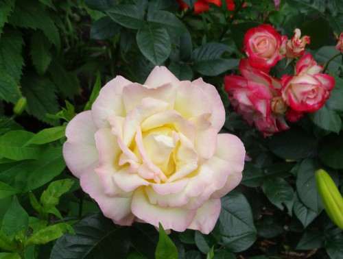 Красоты много не бывает