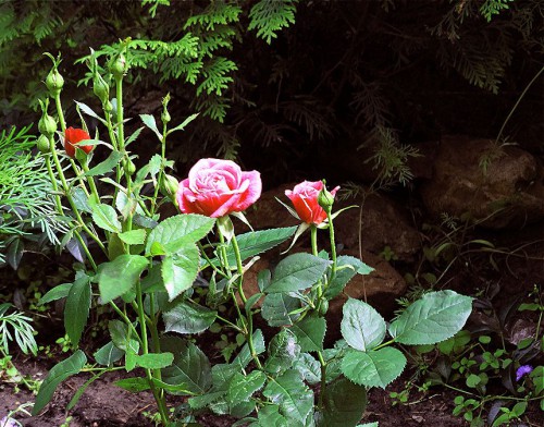 Таинственный уголок