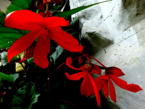 Красные фонарики. Бегония