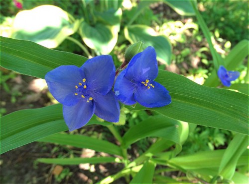 Синяя традесканция