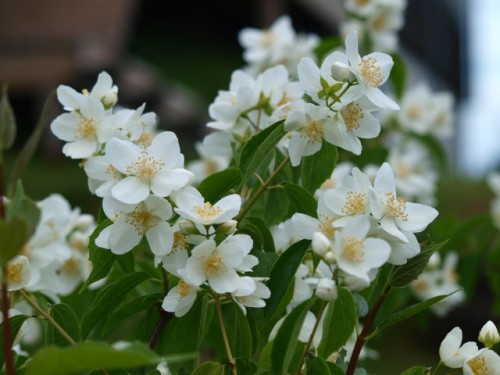 Цветочки 001.JPG