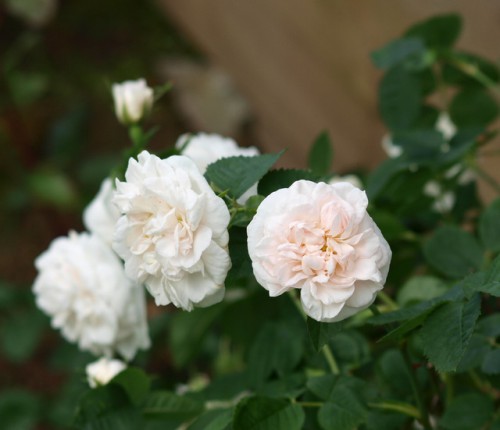 Цветочки 006.JPG