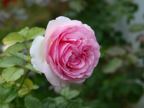 Разное 008.JPG