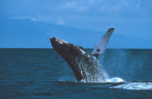 sanc0601.jpg