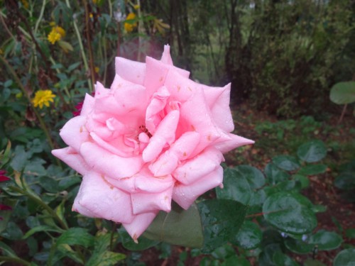 DSC04267.JPG