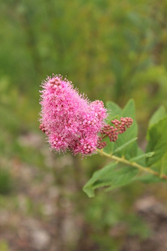 IMG_9705.JPG