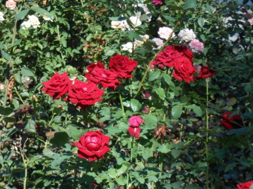 DSCN5724.JPG