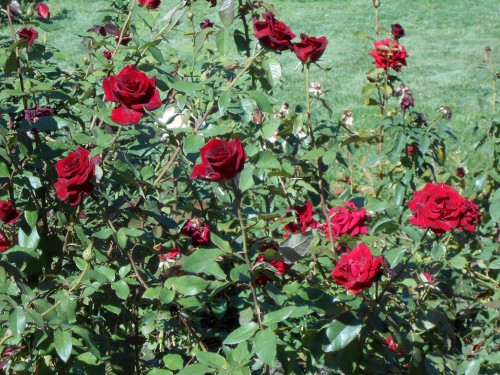 DSCN5722.JPG
