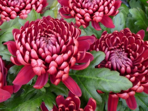 fleurs-de-chrysantheme-chrysanthemes-fower-sombre_121-72684.jpg