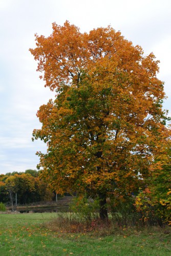 DSC_0201.JPG