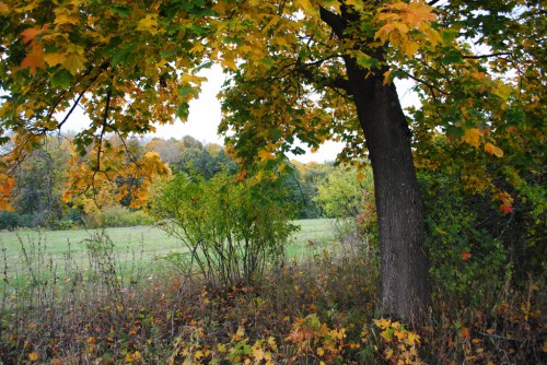 DSC_0220.JPG
