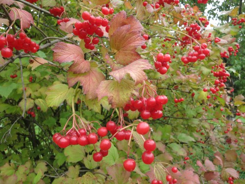 01.10.15 038 [Разрешение рабочего стола].jpg