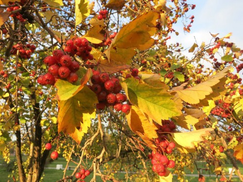 08.10.15 037 [Разрешение рабочего стола].jpg