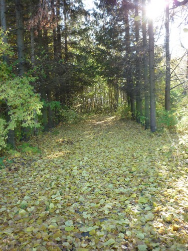 P1170277++.jpg