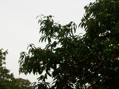 100_8487.JPG
