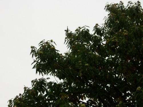 100_8486.JPG
