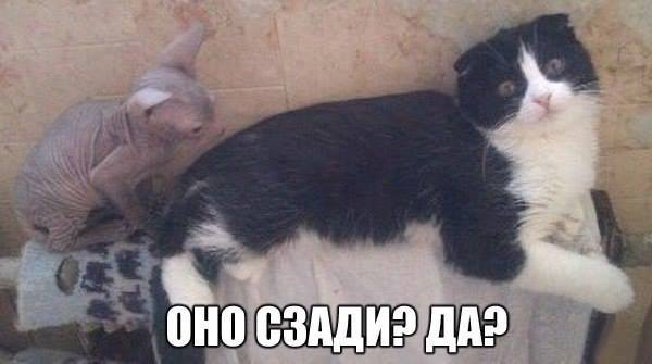 Коты.jpg