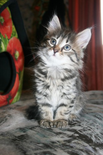 котя (2).JPG