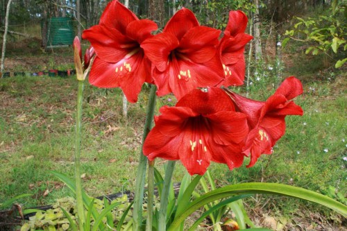 Amaryllis wallpapers hd (10).jpg