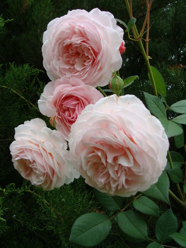 A Shropshire Lad