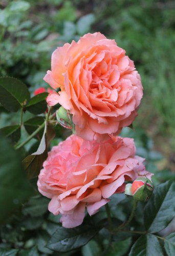 0_c33f9_1dae778f_orig.jpg