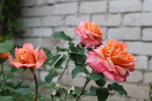 0_c0a67_980261e6_orig.jpeg