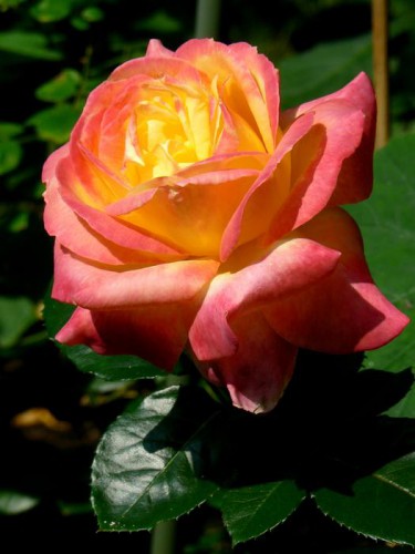 1e9db4e2228d3e21dba85630aa689fb8-full.jpg
