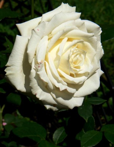 e4f6ed859156f119594aad1b7476d96e-full.jpg