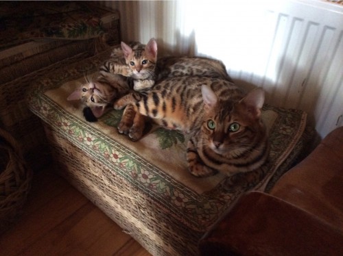 Котята не с мамой, а со старшим братом Ажур Котэ.