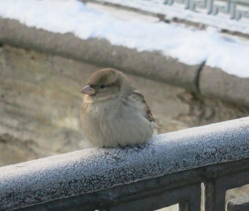 09.01.16 091-1 [Разрешение рабочего стола].jpg