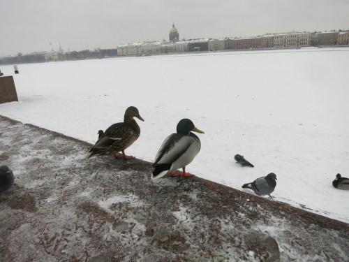 20.02.16 285 [Разрешение рабочего стола].jpg