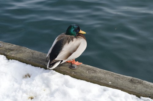 DSC_0051.jpg
