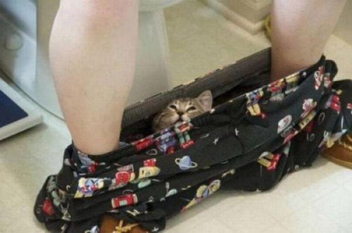 кот в трусах.jpg