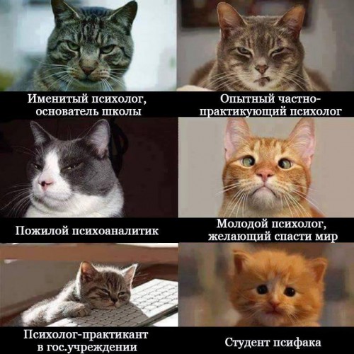 киски.jpg