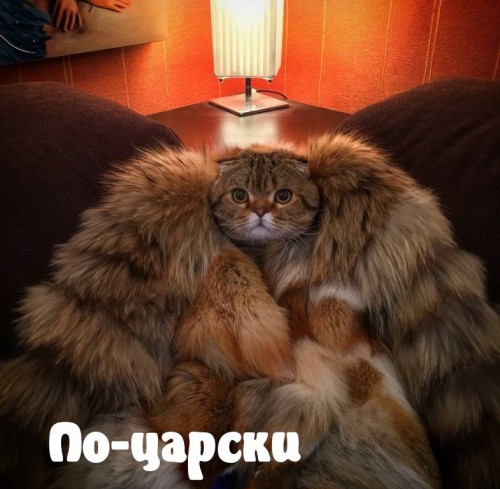 6a52d44951472dbc8ad78fe84545eea653dcee243400030.jpg