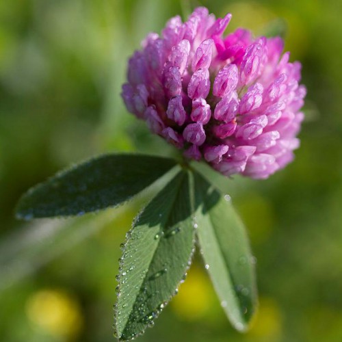 trifolium.jpg
