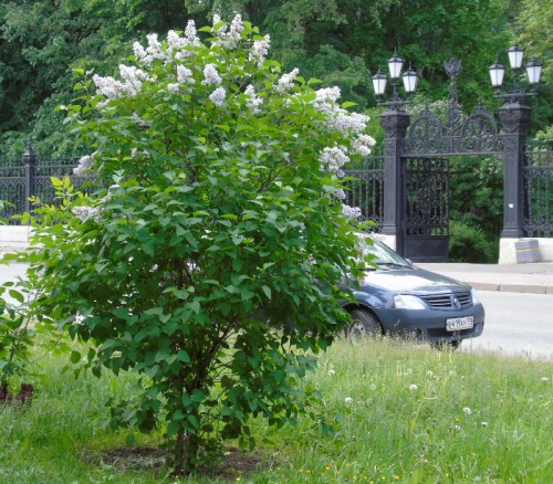 Кронштадт. Ворота Летнего сада.